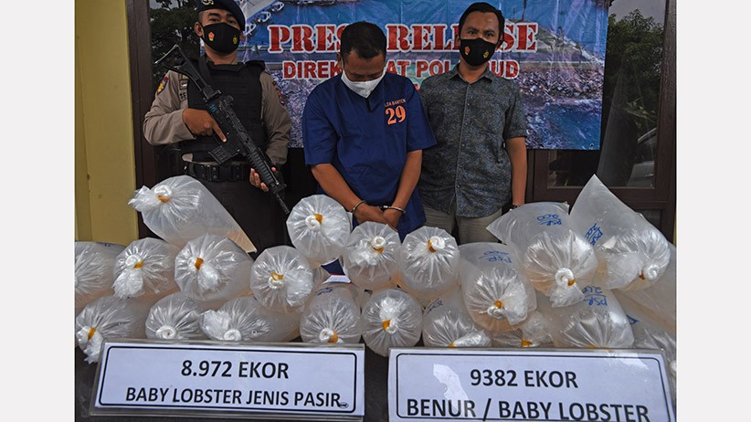 Polairud Polda Banten Gagalkan Penyelundupan Ribuan Ekor Benih Lobster - Bagian 4