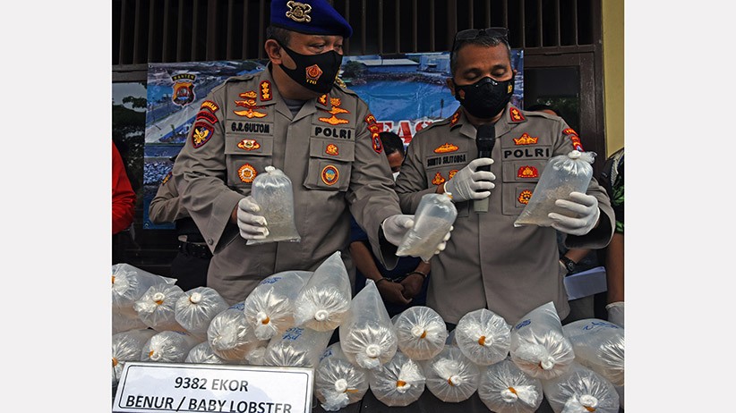 Polairud Polda Banten Gagalkan Penyelundupan Ribuan Ekor Benih Lobster - Bagian 3