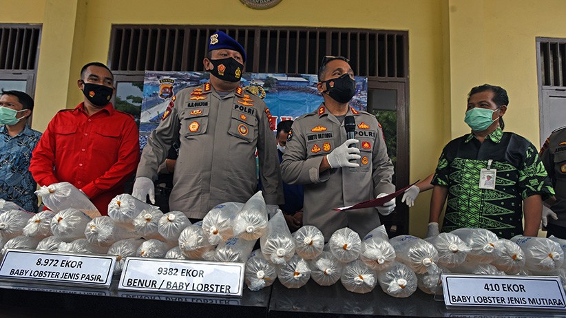 Polairud Polda Banten Gagalkan Penyelundupan Ribuan Ekor Benih Lobster - Bagian 1