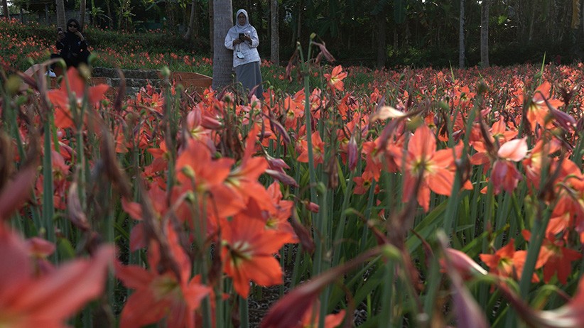 Indahnya Kebun Bunga Amarilis Berkembang di Gunungkidul - Bagian 2