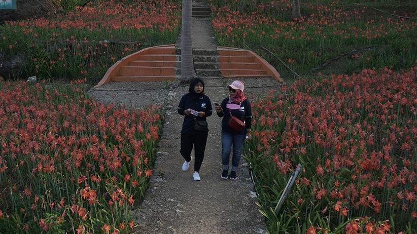 Indahnya Kebun Bunga Amarilis Berkembang di Gunungkidul - Bagian 3