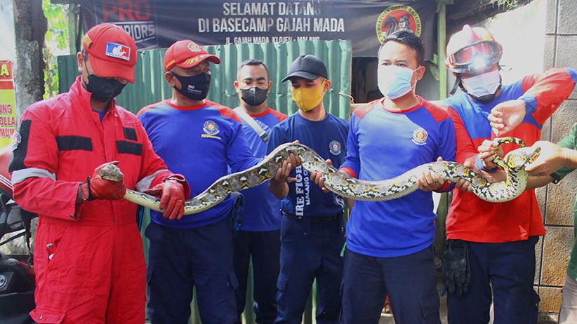 Penampakan Ular Sanca Kembang Panjang 3 Meter Masuk Warung Kopi - Bagian 1