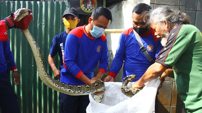 Penampakan Ular Sanca Kembang Panjang 3 Meter Masuk Warung Kopi - Bagian 2