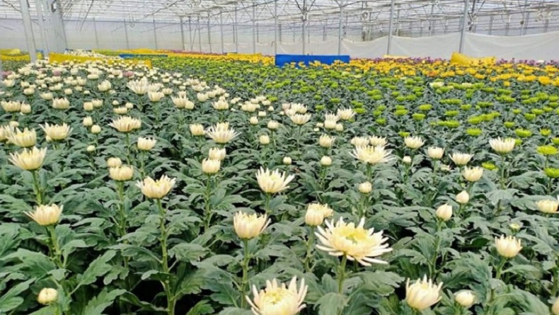 34.000 Potong Bunga Krisan asal Karo Diekspor ke Jepang