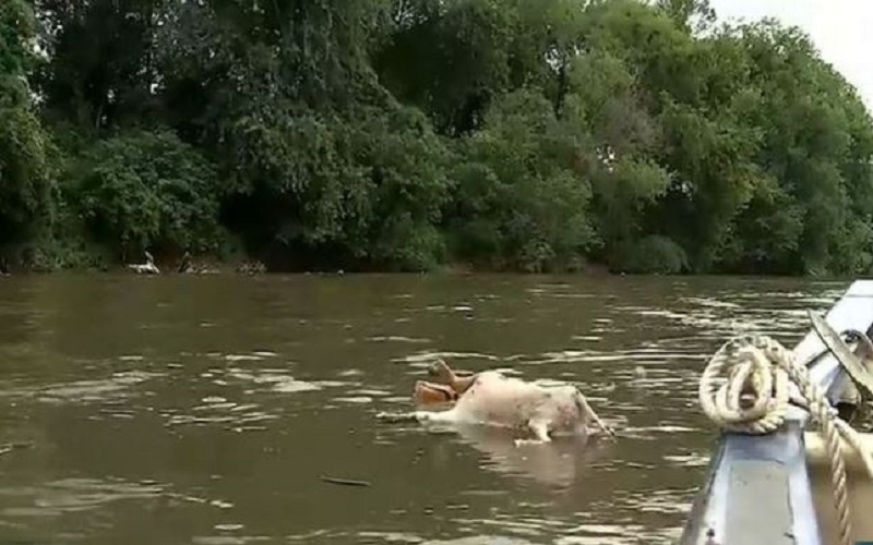 Geger Puluhan Kambing Tanpa Kepala Mengapung di Sungai