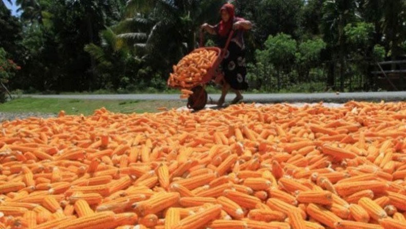 title Jaksa Dalami Kasus Korupsi Bibit Jagung yang Jerat Eks Kadis Pertanian Aceh Tenggara Jaksa Dalami Kasus Korupsi Bibit Jagung yang Jerat Eks Kadis Pertanian Aceh Tenggara