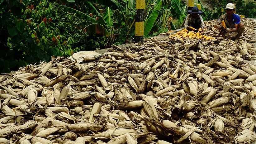 Ratusan Hektare Tanaman Jagung Rusak Terendam Banjir di Desa Sondoang Kalukku - Bagian 1