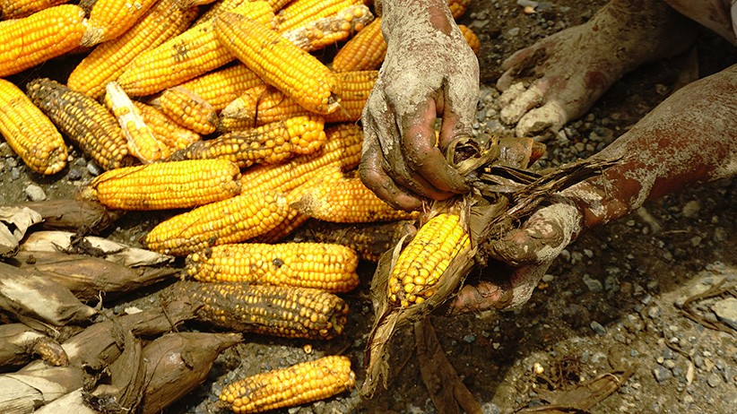 Ratusan Hektare Tanaman Jagung Rusak Terendam Banjir di Desa Sondoang Kalukku - Bagian 2