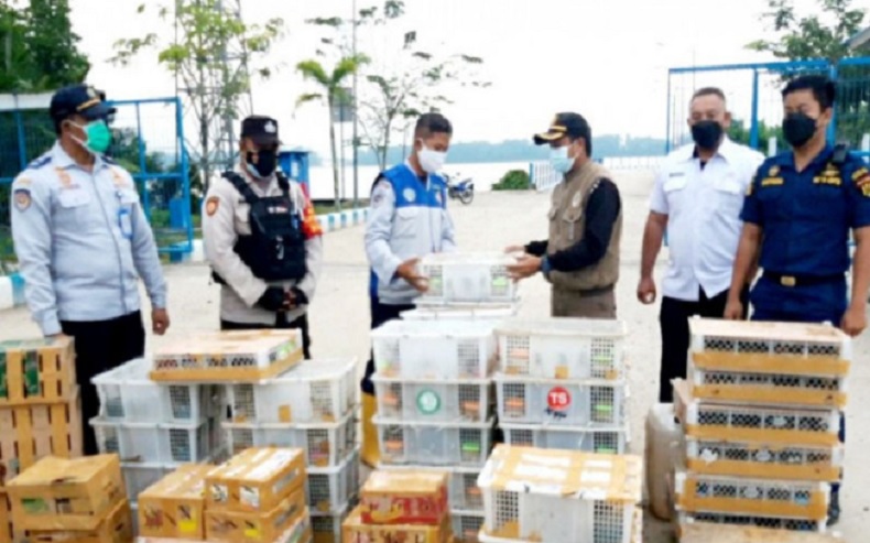 Penyelundupan 2.044 Ekor Burung dari Kobar Digagalkan, Mayoritas Satwa Dilindungi