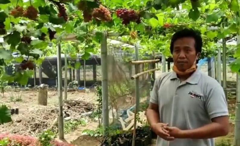 Kembangkan Ratusan Varietas Anggur dari Berbagai Negara, Petani Ini Raup Puluhan Juta Rupiah
