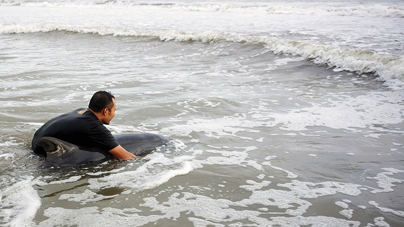 Penyelamatan Lumba-Lumba Terdampar di Pantai Sidem Tulungagung - Bagian 2