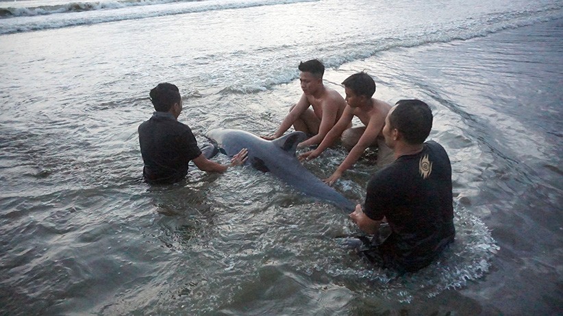 Penyelamatan Lumba-Lumba Terdampar di Pantai Sidem Tulungagung