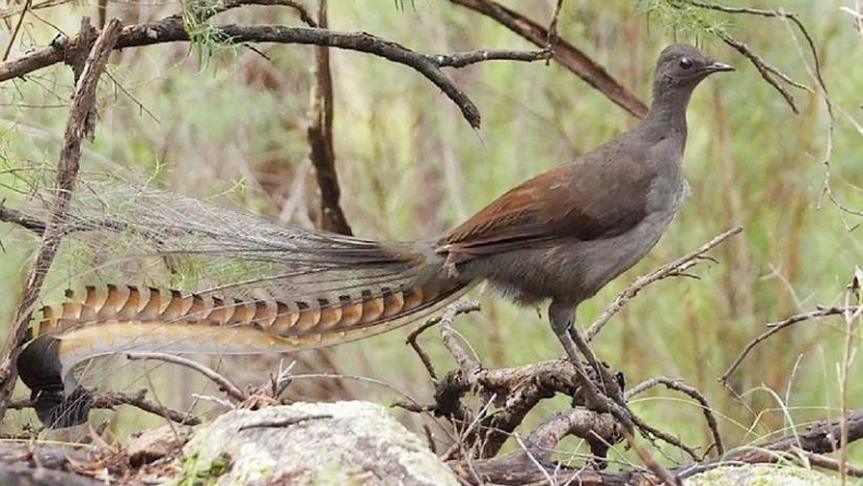 Unik, Burung di Kebun Binatang Ini Bisa Tiru Suara Tangisan Bayi