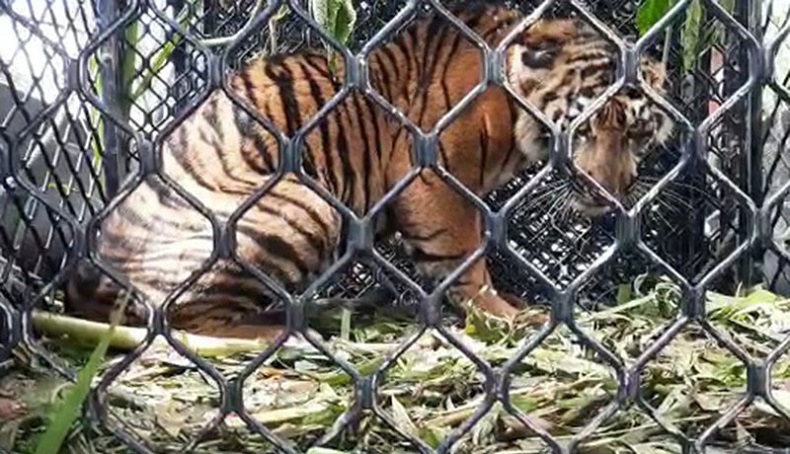 Alih Fungsi Lahan Ancam Manusia dan Satwa di Aceh 