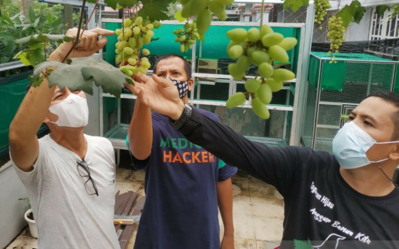 Kisah Sukses Warga Banjarmasin Budi Daya Anggur saat Pandemi Covid-19
