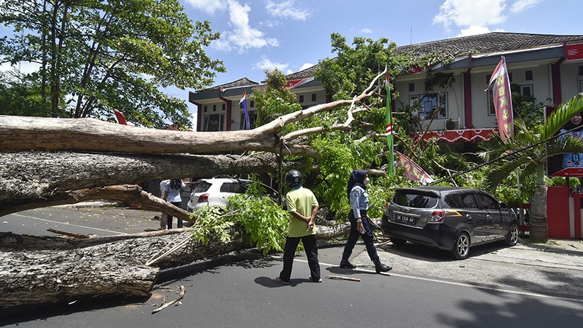 1 Mobil dan 5 Motor Ringsek Tertimpa Pohon Tumbang - Bagian 2