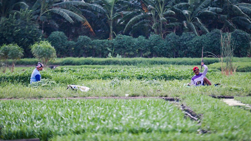 Memanfaatkan Lahan Kosong Ibu Kota untuk Menanam Sayuran - Bagian 1