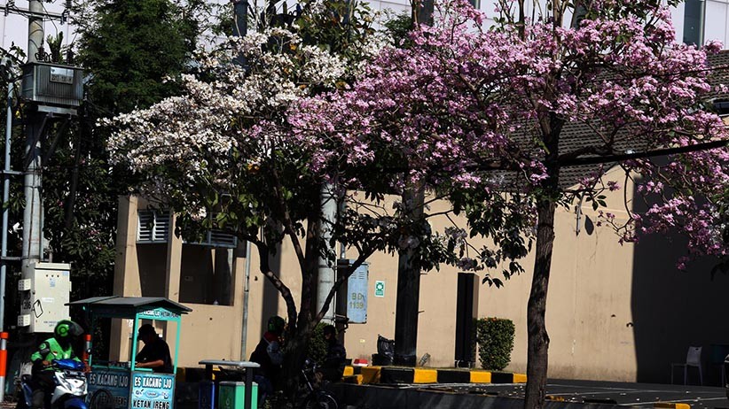 Cantiknya Bunga Tabebuya Bermekaran di Jalanan Kota Surabaya - Bagian 2