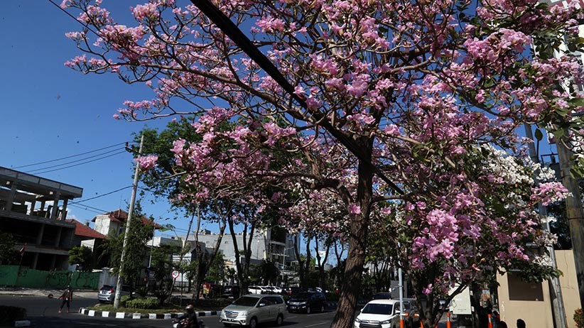 Cantiknya Bunga Tabebuya Bermekaran di Jalanan Kota Surabaya - Bagian 3