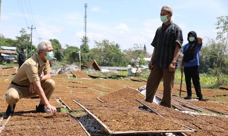 Lagi Jemur Tembakau, Petani Ini Terkejut Didatangi Ganjar dan Diberi Hadiah