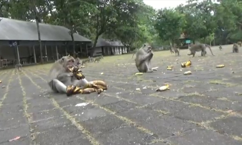 Monyet di Sangeh Disebut Serang Warga karena Kelaparan, Pengelola Bilang Tak Ada