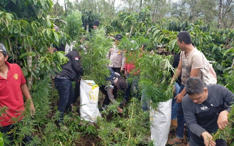 Ladang Ganja di Kebun Kopi Lahat Digerebek, Pemilik Berhasil Kabur 