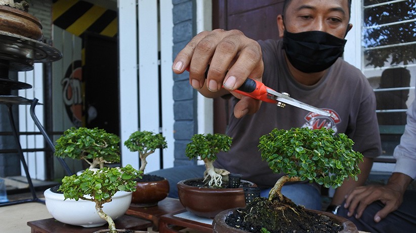 Warga Kampung Jember Kembangkan Wisata Bonsai - Bagian 1