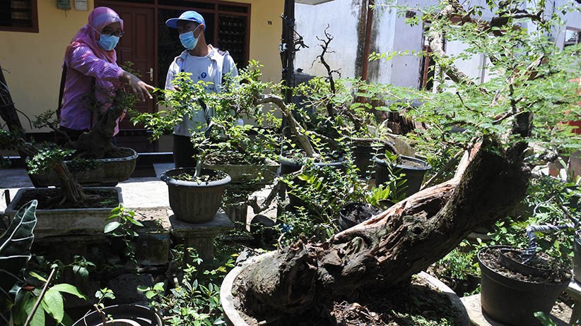 Warga Kampung Jember Kembangkan Wisata Bonsai - Bagian 2
