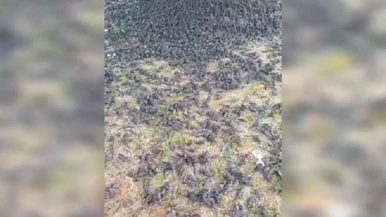 Fenomena Aneh, Ribuan Burung Pipit Mati Mendadak di Kuburan Gianyar, Bangkai Bertumpuk