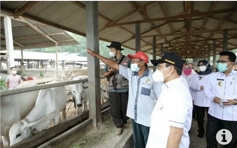 Tinjau Peternakan Sapi di Lampung Selatan, Menteri Desa PDTT: Ini Bisa Jadi Contoh BUMDes