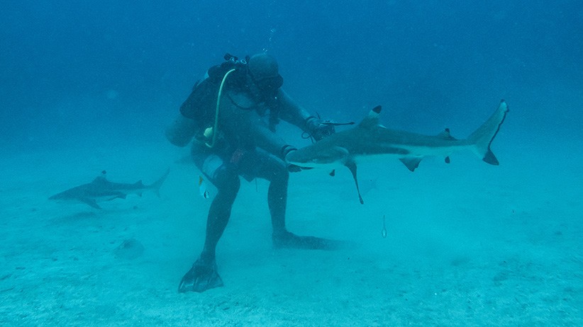 Sensasi Menyelam bersama Kumpulan Hiu di Perairan Pulau Mitita Morotai - Bagian 4
