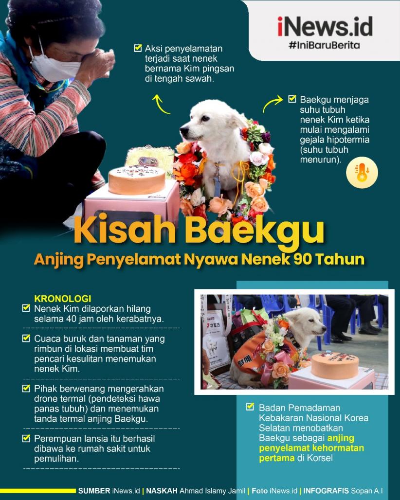 Infografis Kisah Baekgu Anjing Penyelamat Nyawa Nenek 90 Tahun