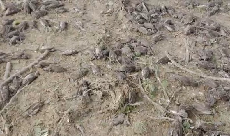 Fakta-Fakta Ribuan Burung Mati di Tanah Kuburan, Nomor 3 Jatuh dari Pohon Asem