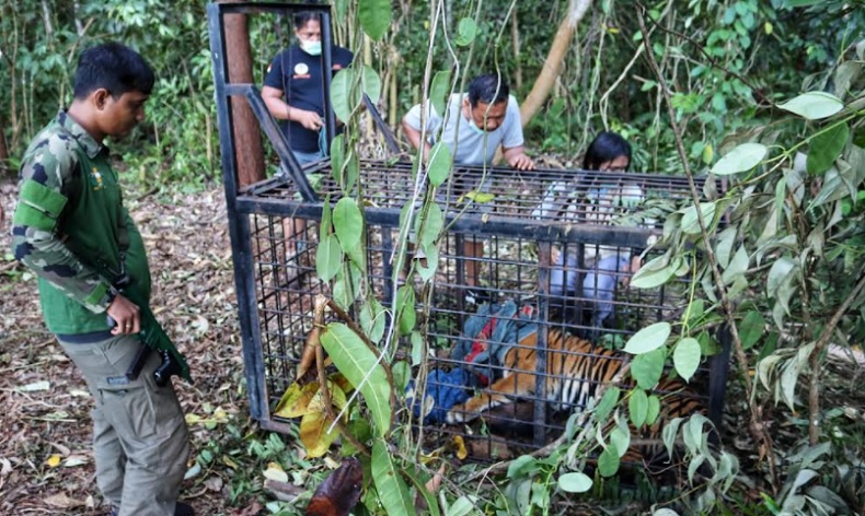 Harimau Diduga Menyerang Manusia hingga Tewas di Riau Ditangkap