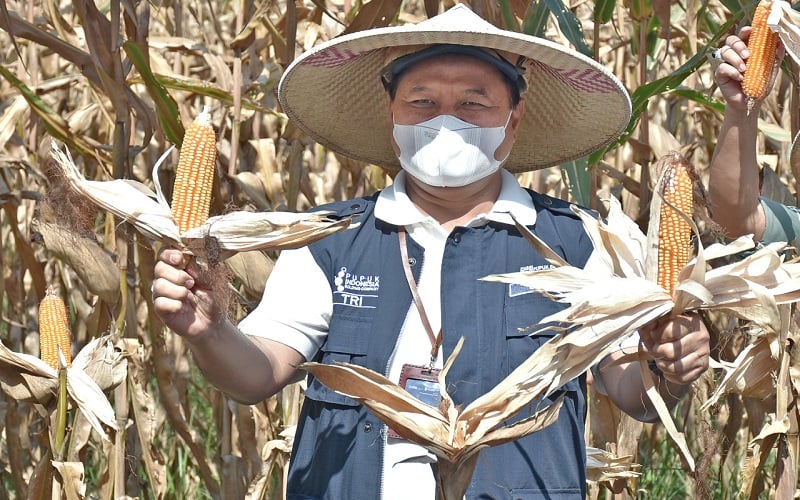  Program Makmur Tingkatkan Produktivitas Panen Jagung hingga 18 Persen