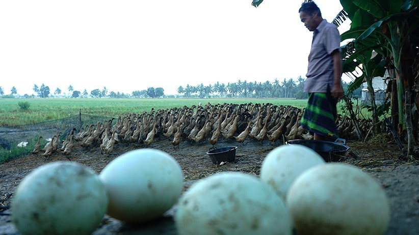 Ternak Itik Secara Tradisional Tingkatkan Produksi Telur - Bagian 1