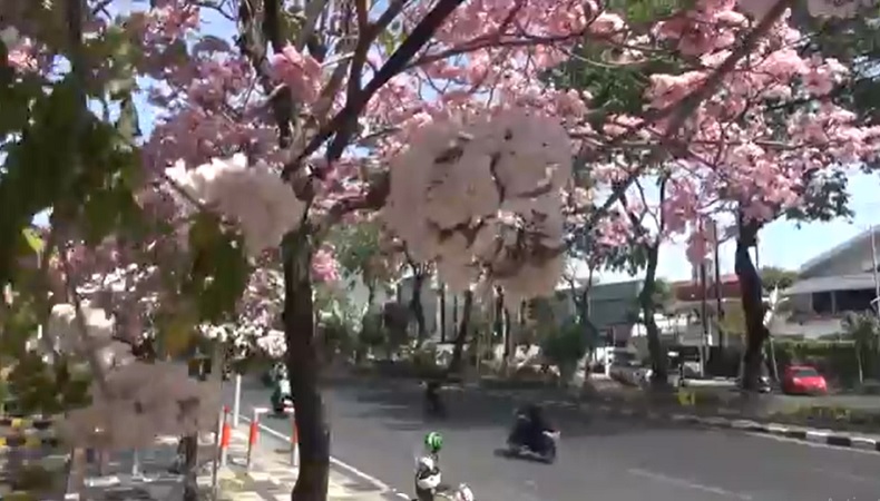 Bunga Tabebuya Bermekaran di Surabaya, Warga Manfaatkan untuk Berfoto