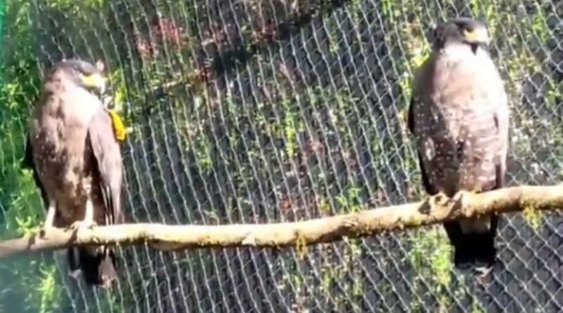 Elang Bido Surmi dan Miu Kini Terbang Bebas di Alam Liar Gunung Papandayan Garut