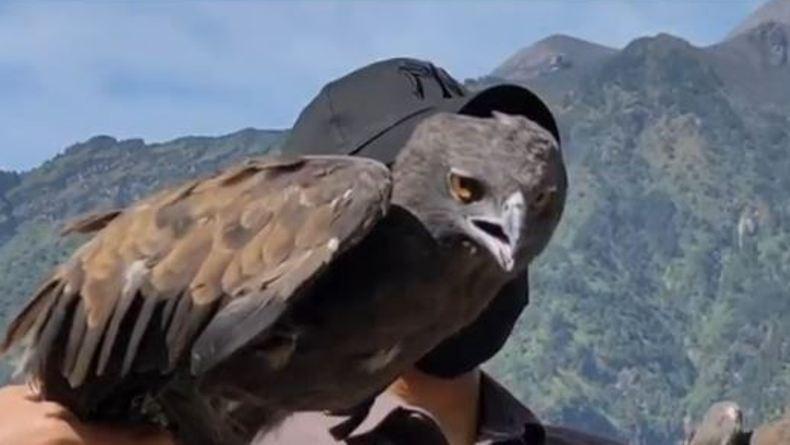 Jaga Kelestarian Alam, Pecinta Binatang Lepas Burung ke Lereng Merapi-Merbabu   