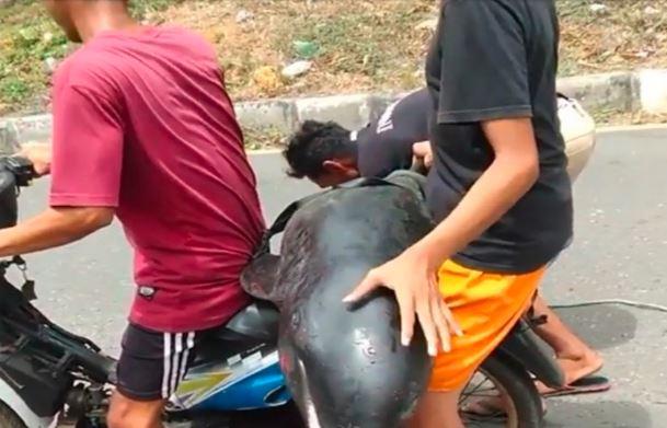 Video Viral 2 Warga Bima Boncengkan Paus Melon, BPSPL Turun Tangan