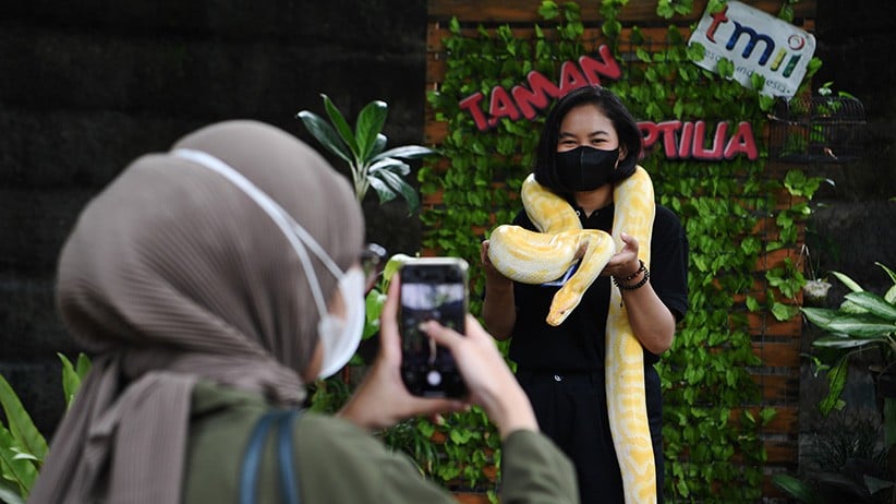 Taman Reptil TMII Dibuka, Pengunjung Bisa Berfoto dengan Ular Piton Albino  - Bagian 1