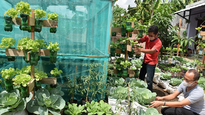 Urban Farming di Semarang Kembali Bergeliat setelah Terhenti karena PPKM - Bagian 2