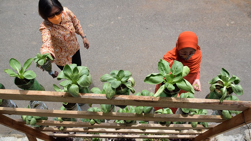 Urban Farming di Semarang Kembali Bergeliat setelah Terhenti karena PPKM - Bagian 3