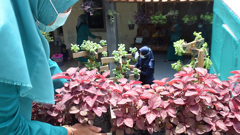 Urban Farming di Semarang Kembali Bergeliat setelah Terhenti karena PPKM - Bagian 4