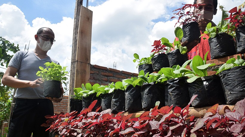Urban Farming di Semarang Kembali Bergeliat setelah Terhenti karena PPKM - Bagian 1