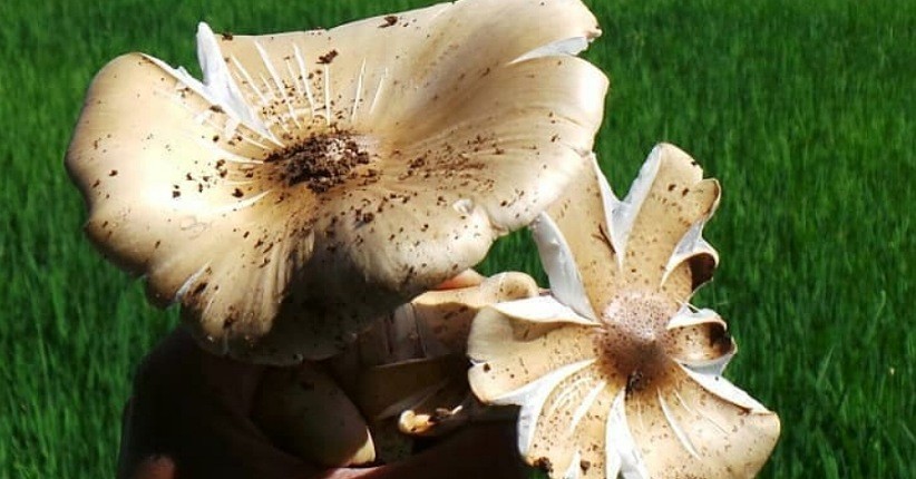 Mengenal Jamur Bulan yang Dikenal Paling Lezat, Enak Dibuat Pepes dan Tumisan