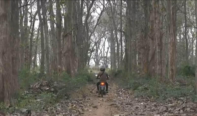 Musibah Kecelakaan dan Kisah Mistis Alas Jati Peteng Tuban 