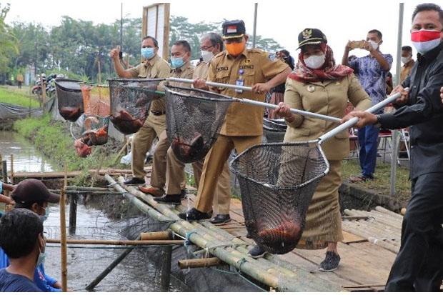  Sleman Tingkatkan Produksi Ikan dengan Sistem Mina Padi