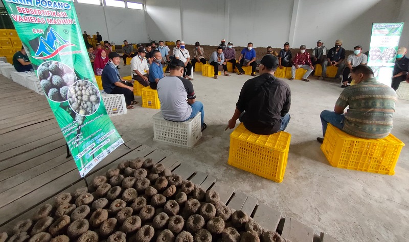 Benih Porang Varietas Madiun 1 Jadi Buruan, Petani Trenggalek Borong 21 Ton