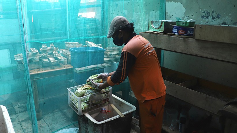 Budi Daya Maggot Hasilkan Pupuk dan Pakan Ternak, Dijual Rp33.000 per Kilogram - Bagian 2